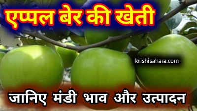 एप्पल-बेर-की-खेती बेर की उन्नत किस्में | कश्मीरी एप्पल बेर की खेती | kashmiri apple ber ki kheti | एप्पल की खेती | एप्पल बेर की नर्सरी | एप्पल बेर की ग्राफ्टिंग | एप्पल बेर नर्सरी | एप्पल बेर की कटाई | apple ber ki kheti