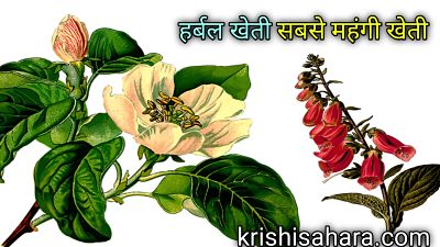 herbal-kheti-in-hindi