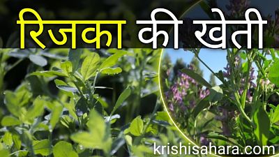 rijka-grass-ki-kheti