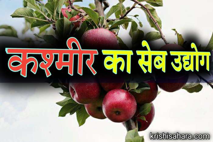 कश्मीर-का-सेब-उद्योग