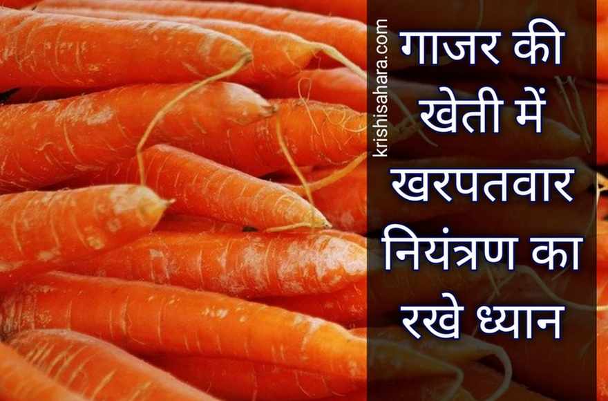 गाजर-की-खेती-कब-और-कैसे-करें