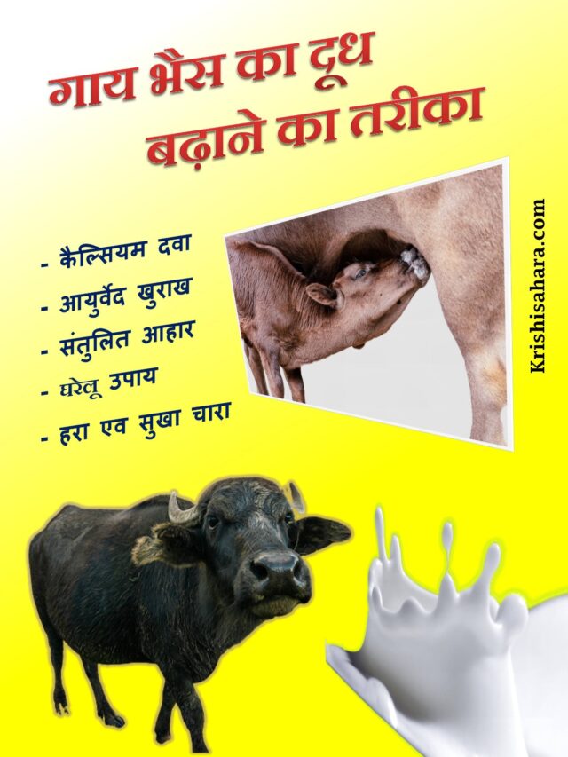 गाय-भैंस-का-दूध-कैसे-बढ़ाएं
